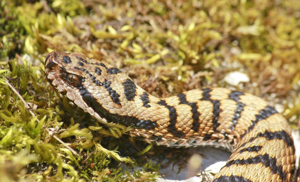 * aspis* (Vipera a.aspis)