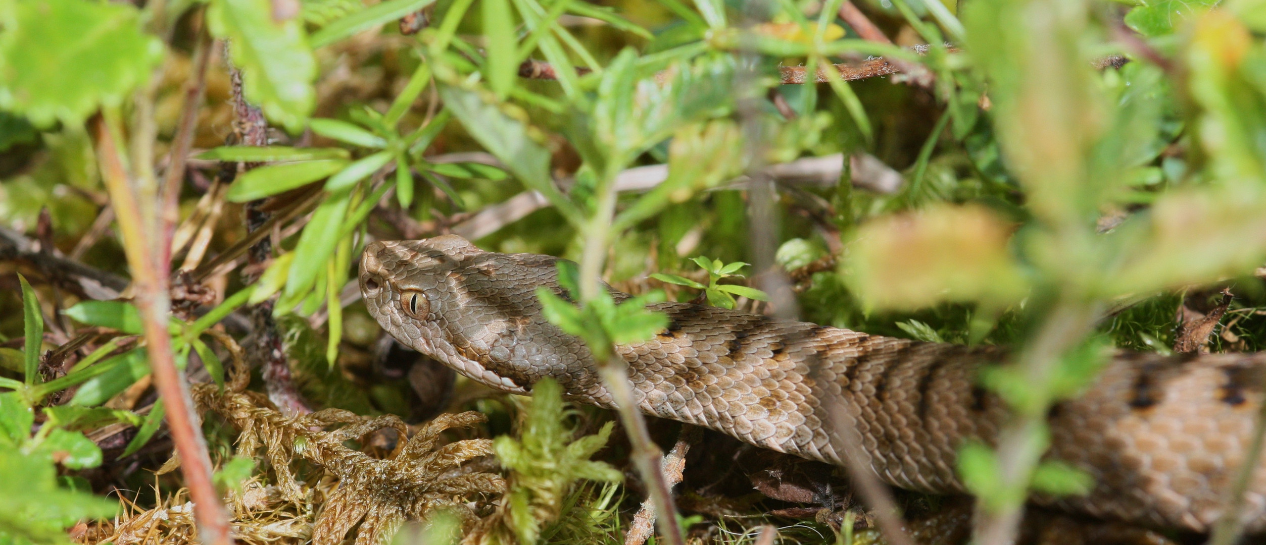 Aspisviper aus dem Jura