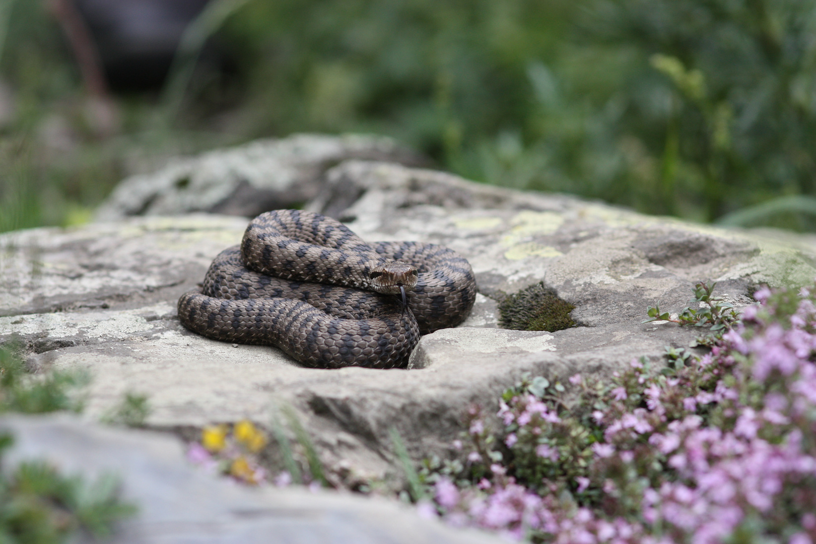 Aspisviper aus den Berner Alpen.