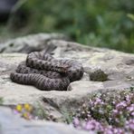 Aspisviper aus den Berner Alpen.