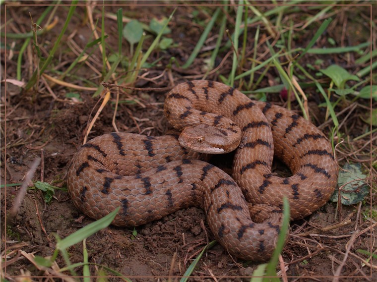 Aspisviper aus Frankreich