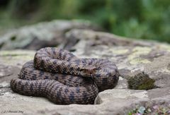 Aspisviper- Berner Alpen. 1