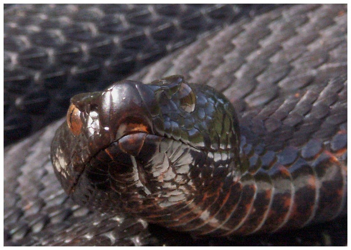 Aspisviper im Berneroberland