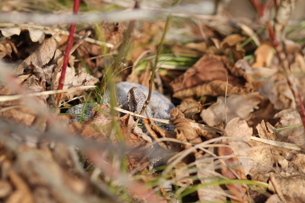 Aspisviper im Jura.