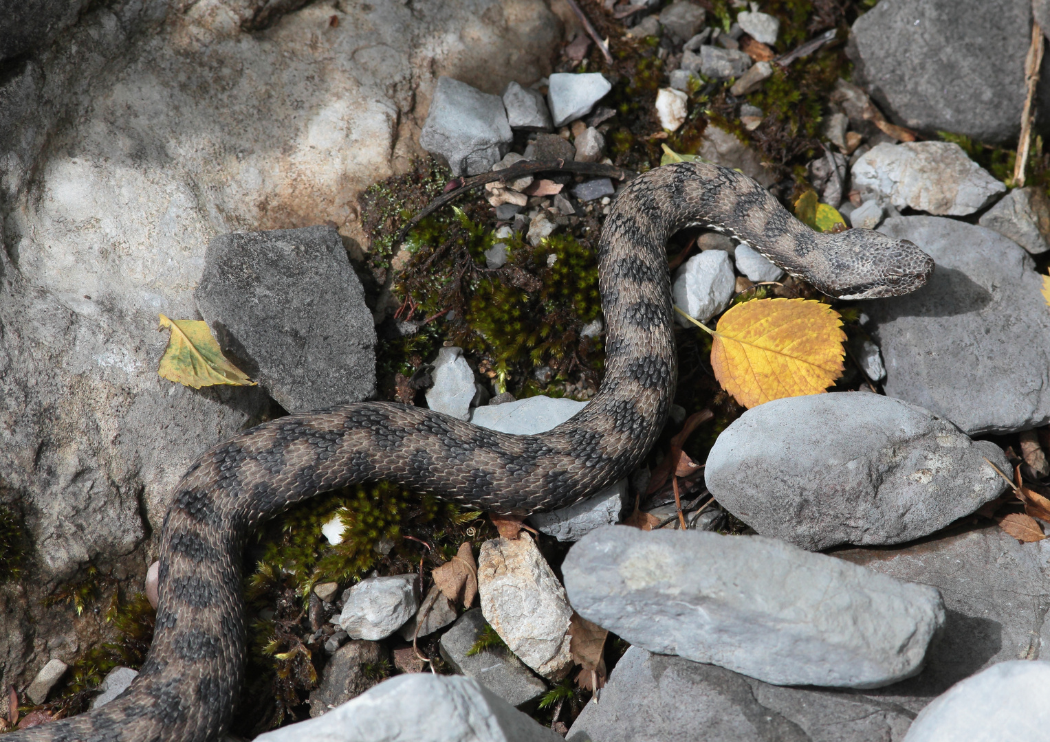 Aspisviper mit Blatt