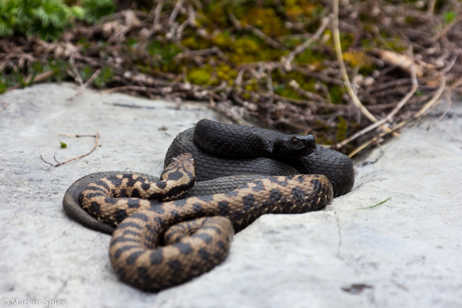 Aspisviper Pärrchen 