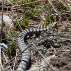 Aspisviper schleicht sich weg