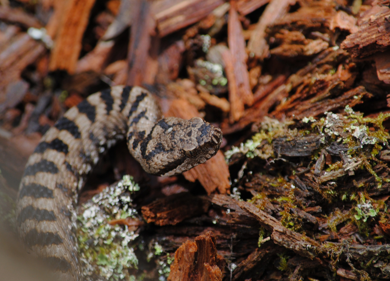 Aspisviper südwestliche Alpen