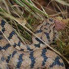 Aspisviper (Vipera a.aspis)