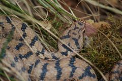 Aspisviper (Vipera a.aspis)