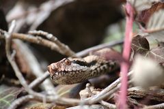 Aspisviper ( Vipera a.aspis) 2