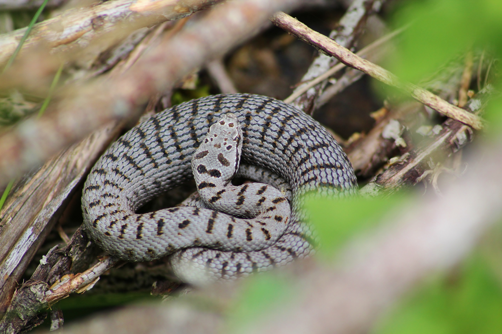 Aspisviper (Vipera a.aspis) 