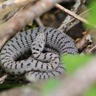 Aspisviper (Vipera a.aspis) 