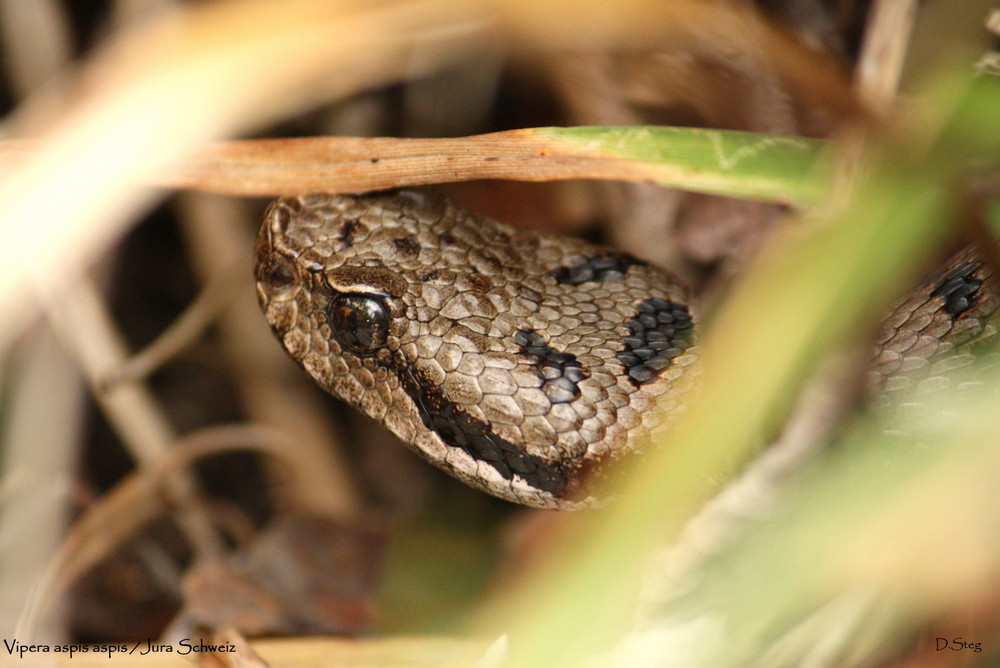 Aspisviper / Vipera a.aspis  Jura-Schweiz.