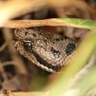 Aspisviper / Vipera a.aspis  Jura-Schweiz.