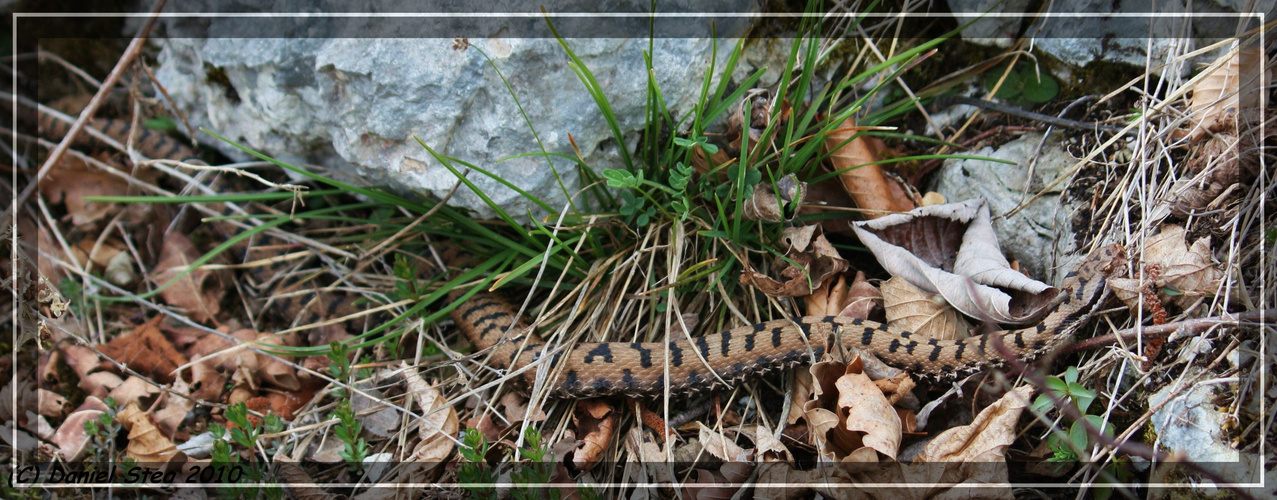 Aspisviper Vipera a.aspis Nordjura 2010