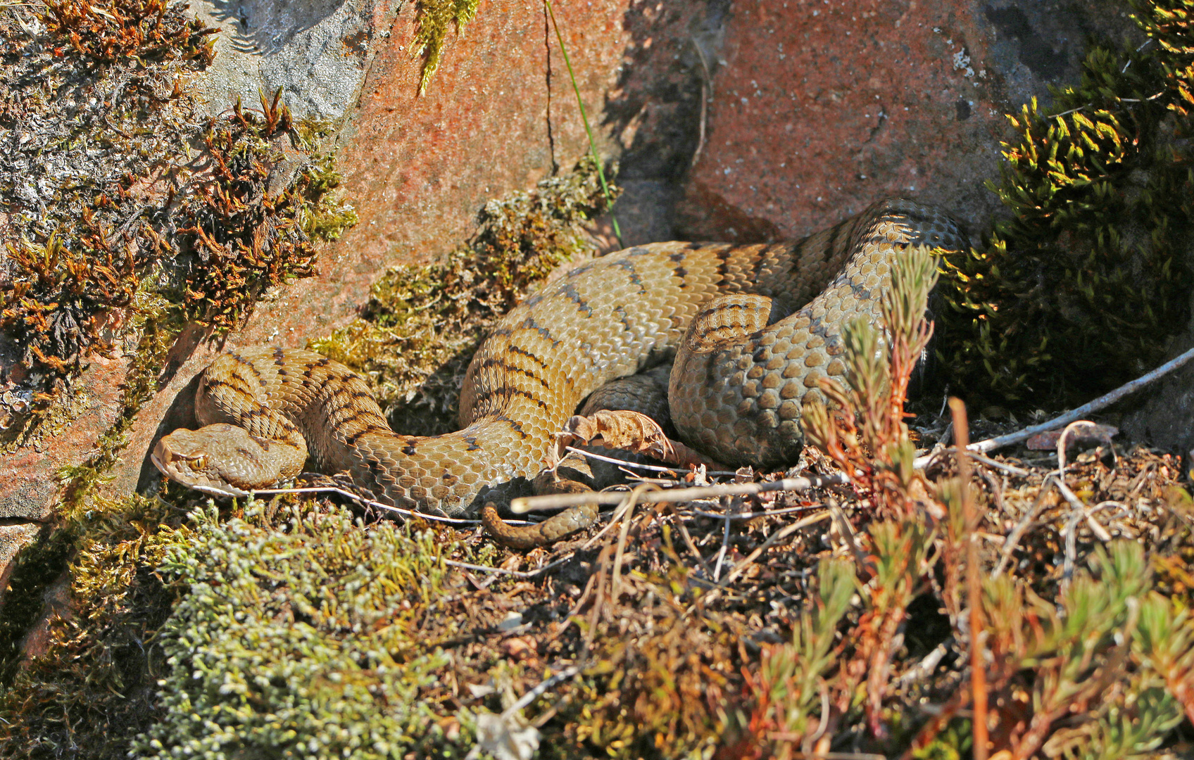 Aspisviper (Vipera aspis) 