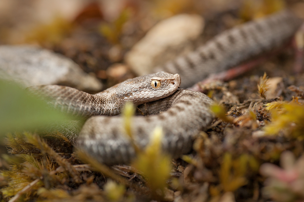 Aspisviper (Vipera aspis)