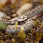 Aspisviper (Vipera aspis)