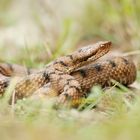 Aspisviper (Vipera aspis)