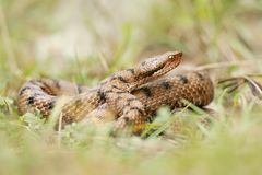 Aspisviper (Vipera aspis)