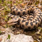 Aspisviper (Vipera aspis)