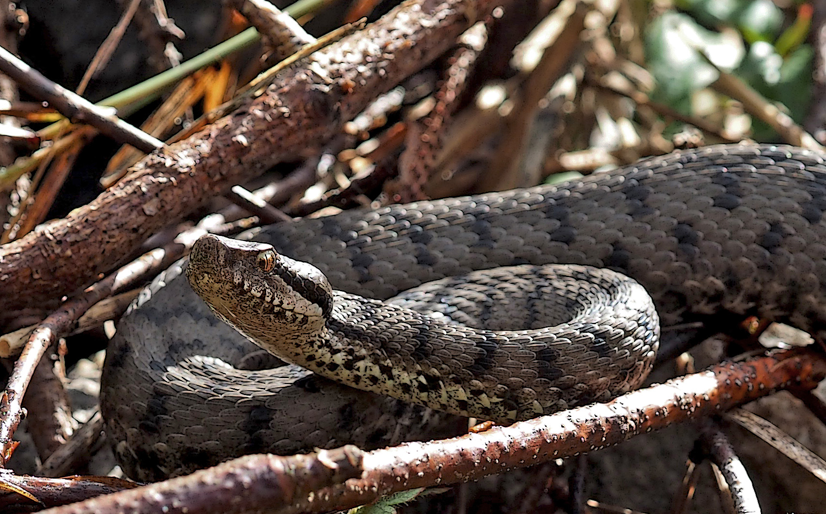 Aspisviper (Vipera aspis)