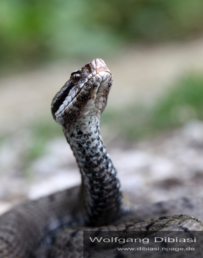 Aspisviper (Vipera aspis)