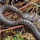 Aspisviper (Vipera aspis) - Une vipère Aspic.