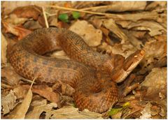 Aspisviper (Vipera aspis zinnikeri)