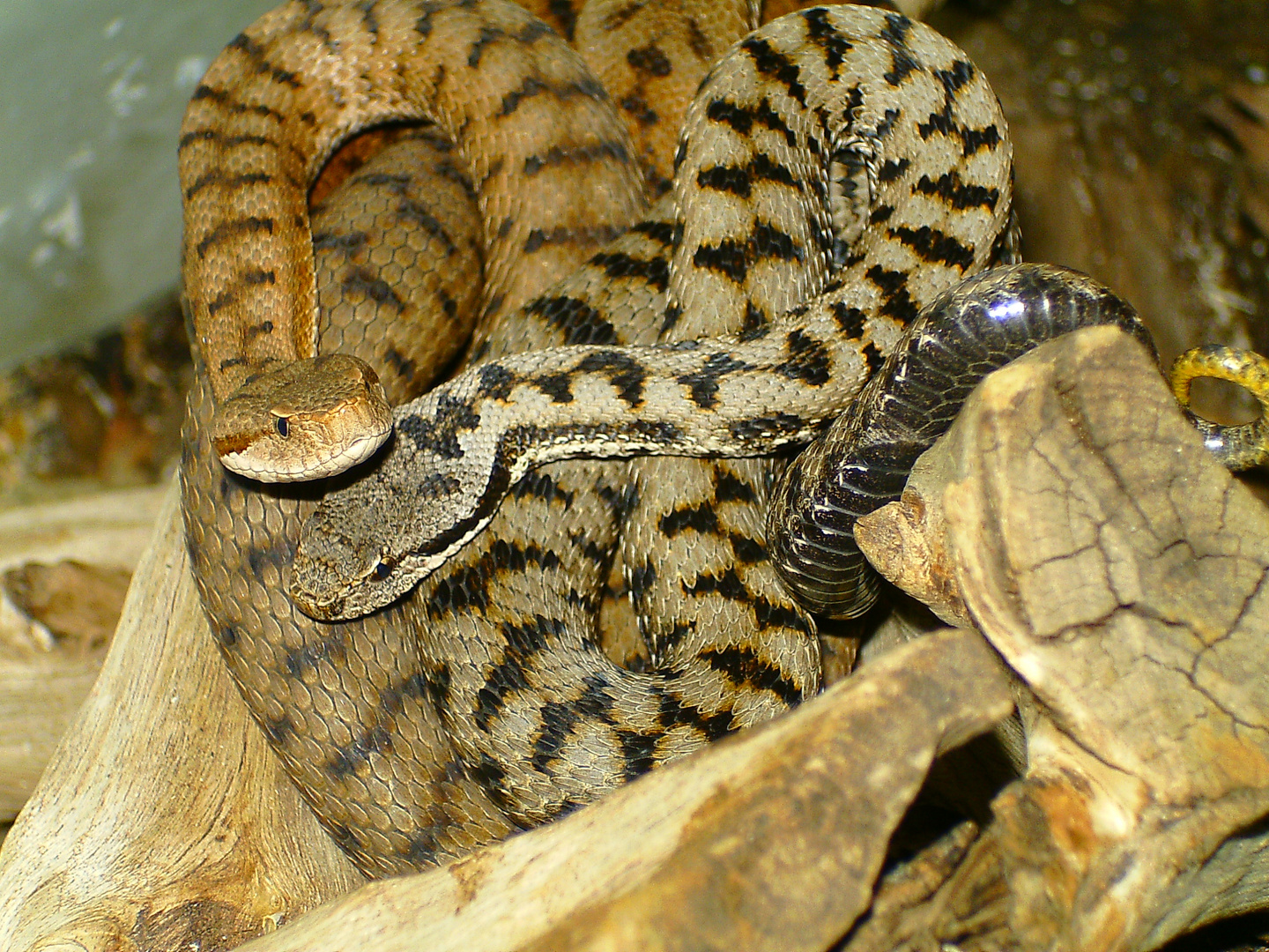 Aspisvipern ( Vipera aspis aspis )