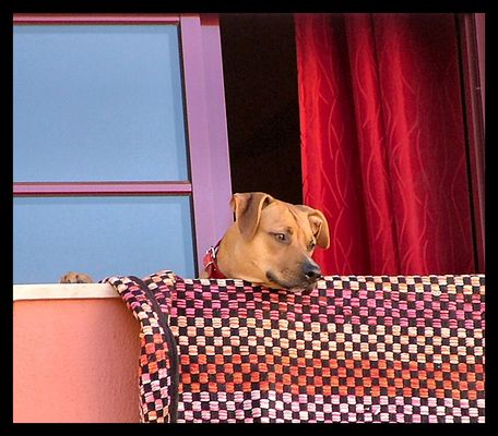 Asppetando loro padrone.Waintig for its owner.