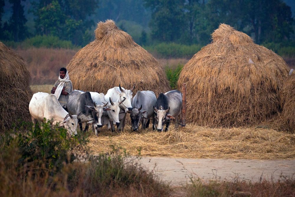 Assam- India