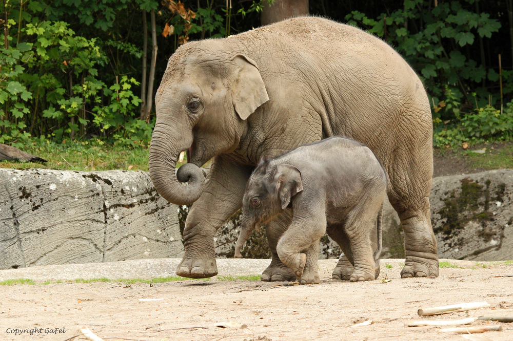 Assam und die kleine Püppi