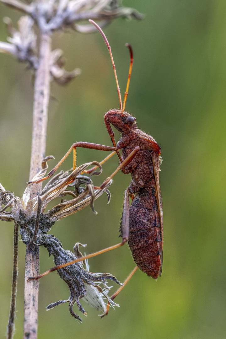 Assassin bug