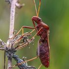 Assassin bug