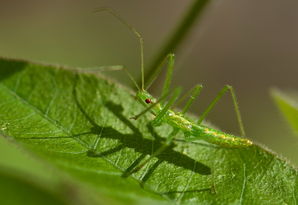 Assassin Bug, Nymphe (Zelus luridus)