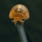 Assel - Armadillidium spec. “albino”