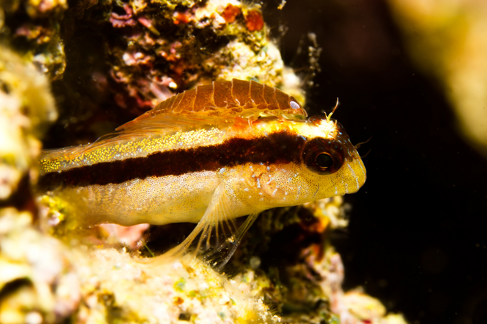 Assel auf Schleimfisch