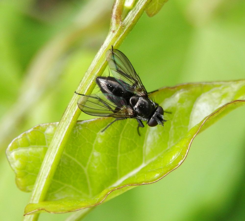 Asselfliege (Stevenia atramentaria)