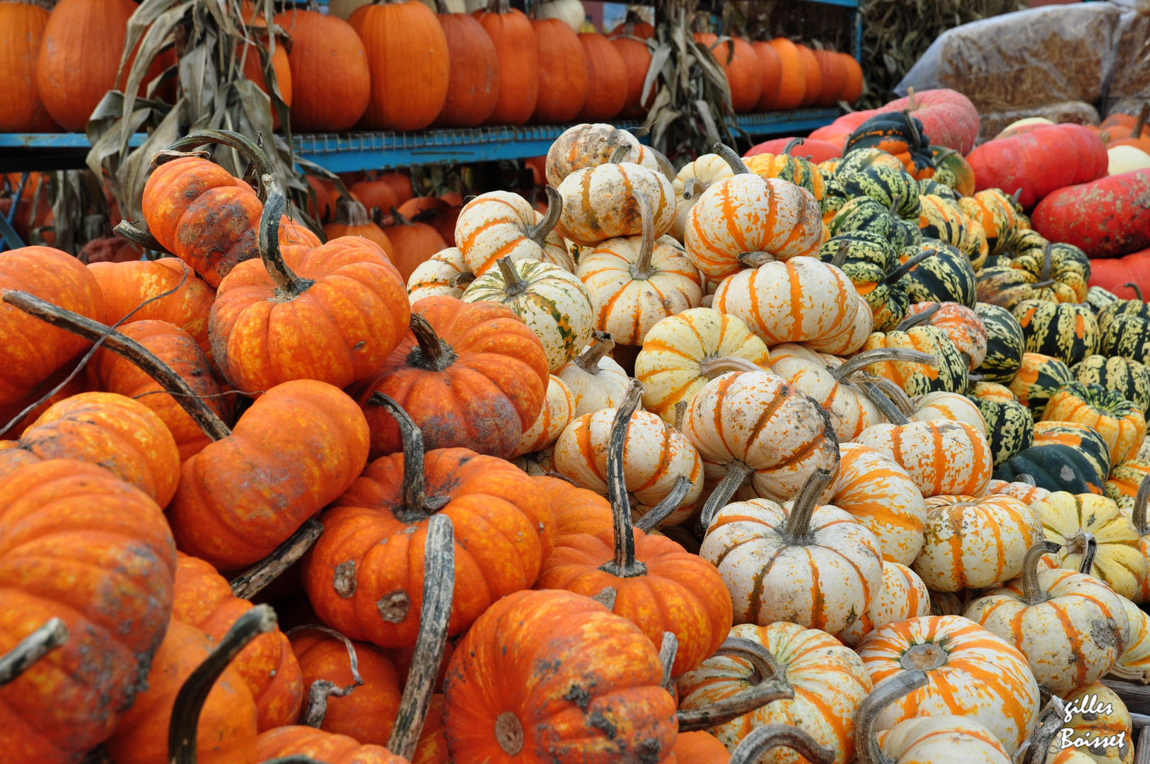 assez de cucurbites ?