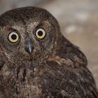 Assiolo (Otus scops)