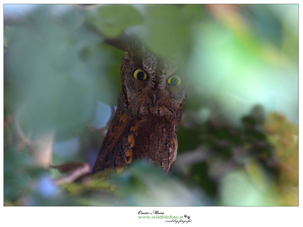 Assiolo www.wildlifefoto.it