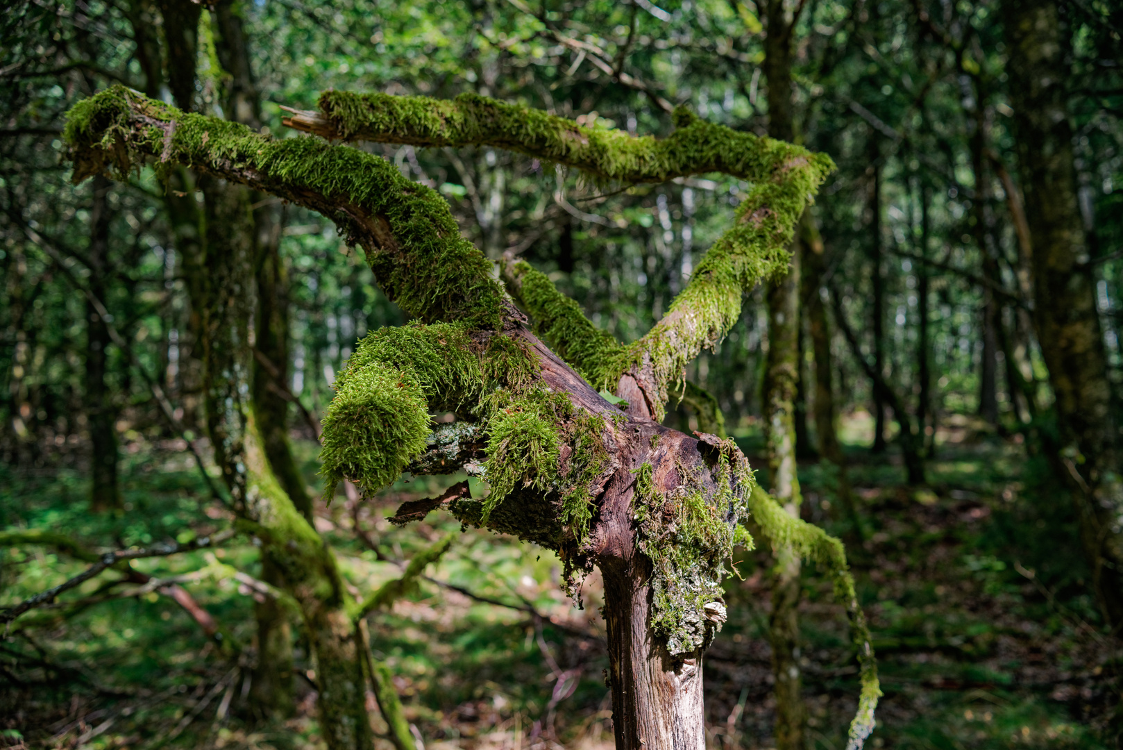 Assoziation: Ein Fahrrad im Wald?