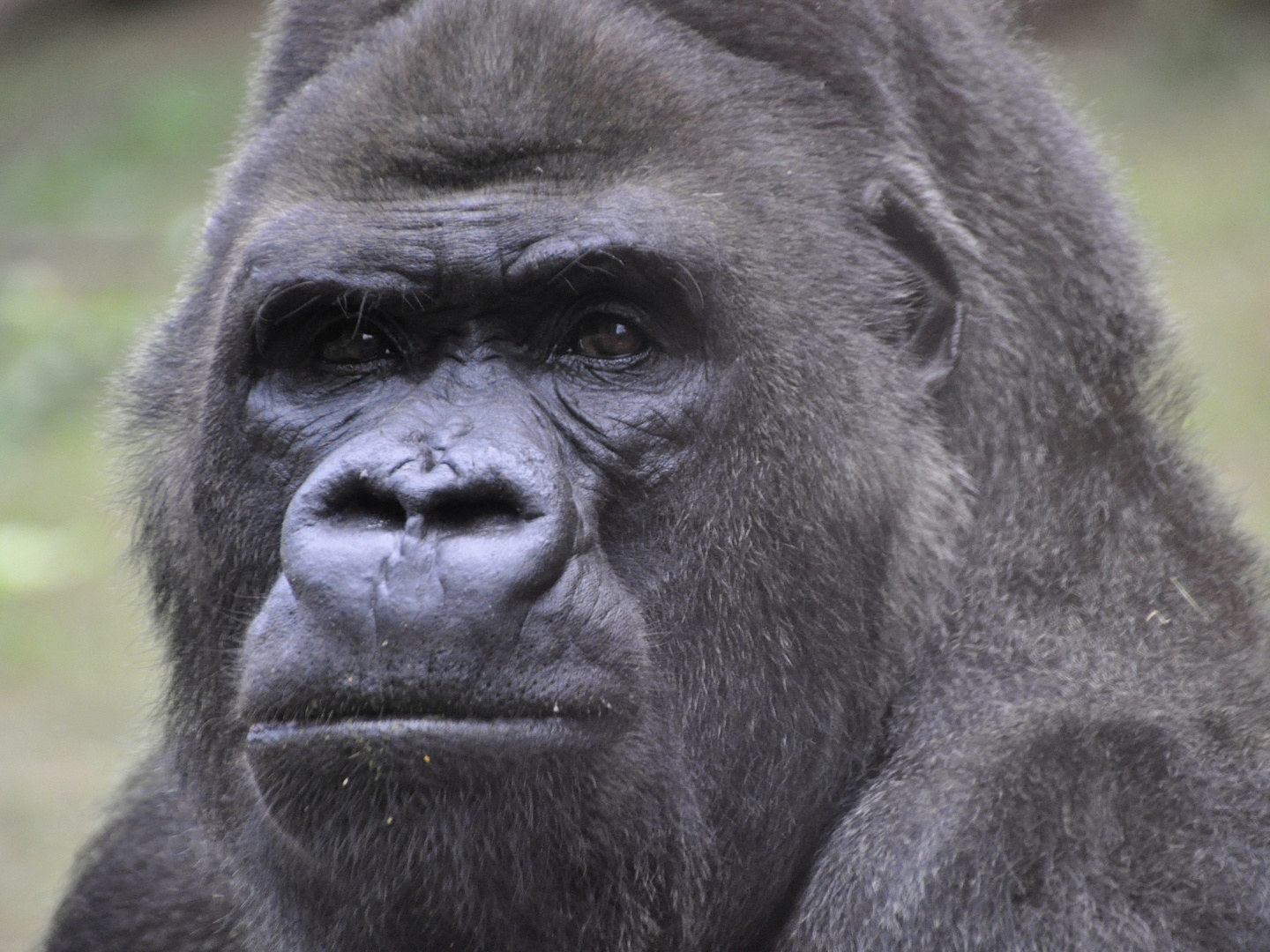 Assumbo im Zoo Rostock