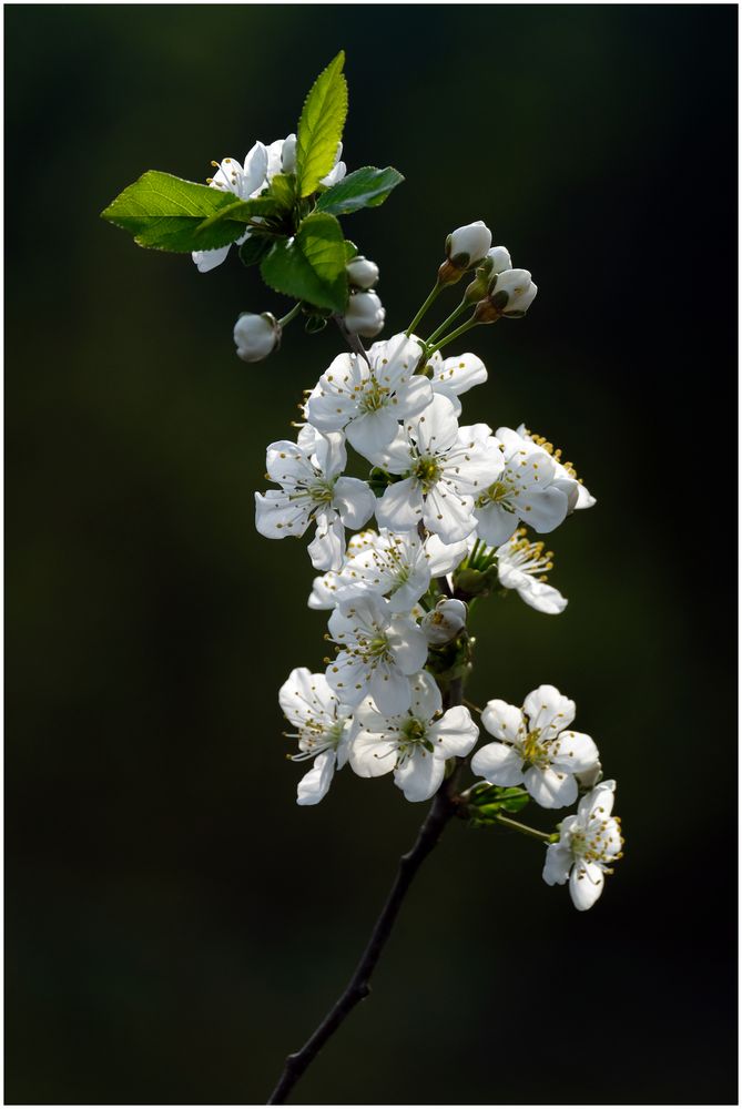 Ast Foto & Bild | natur, blüten Bilder auf fotocommunity