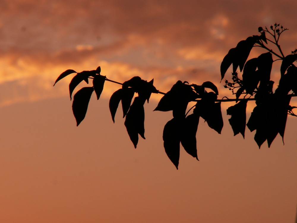 Ast am Abendhimmel