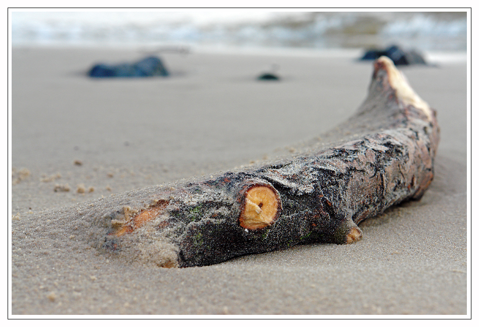 Ast am Elbstrand