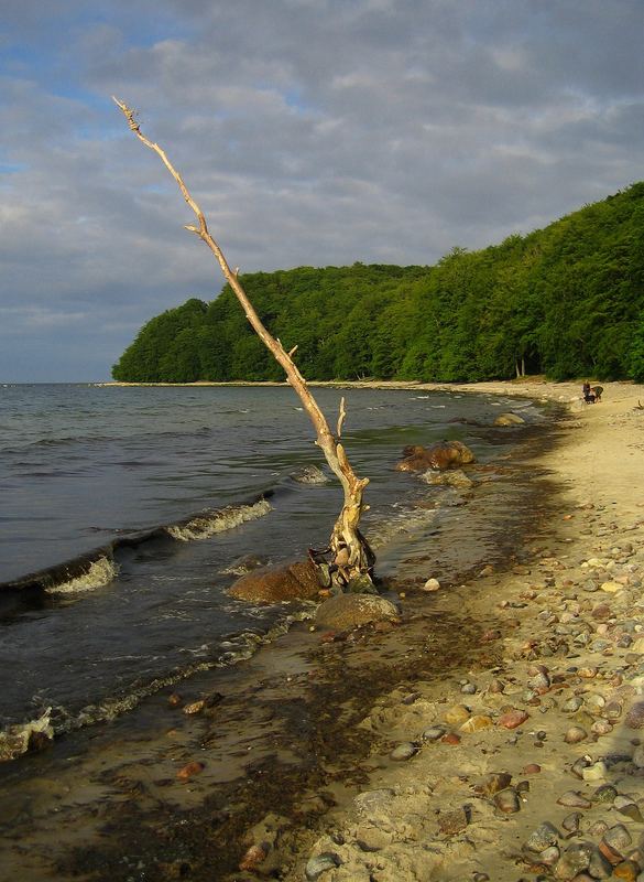 Ast am Strand