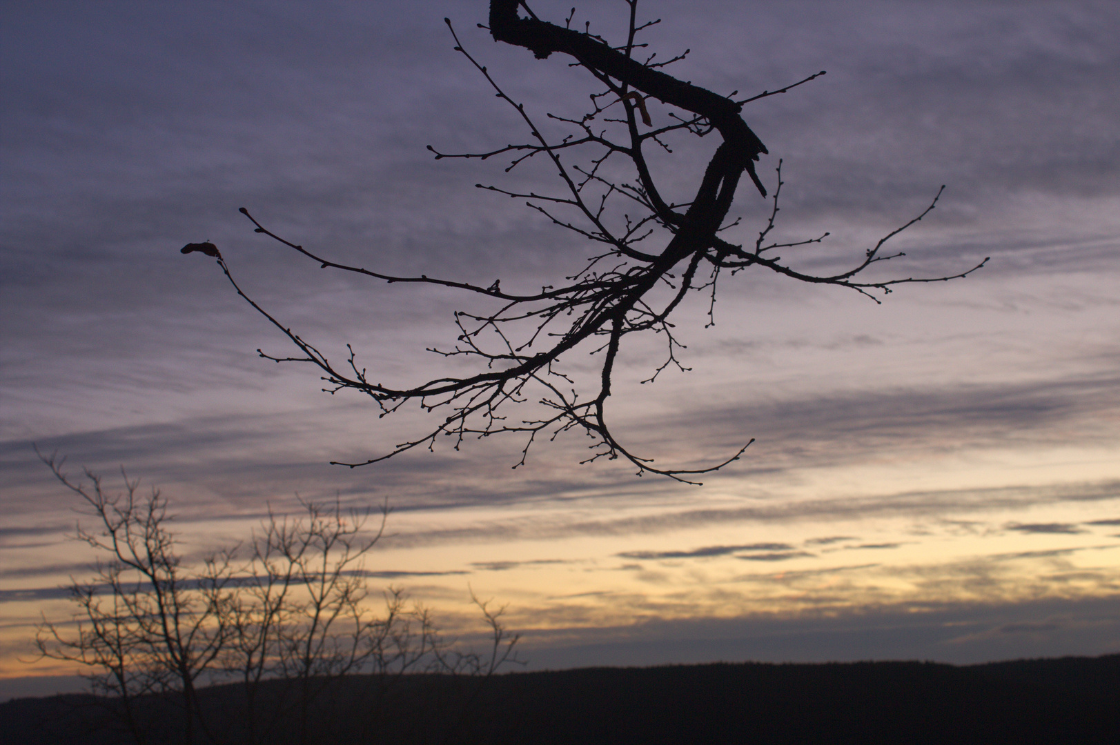 Ast bei Sonnenaufgang